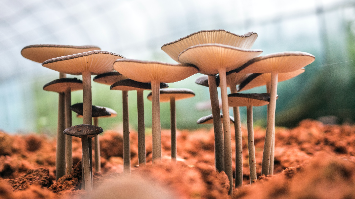 CORSO FORMATIVO ED ESAMI: VENDITA FUNGHI